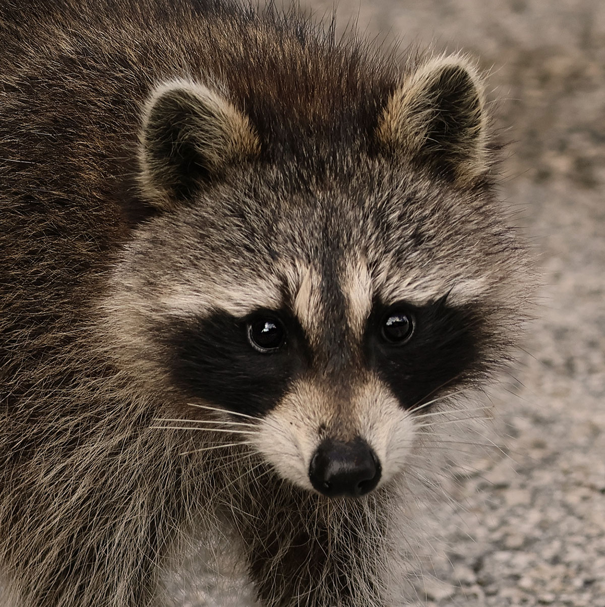 Racoon